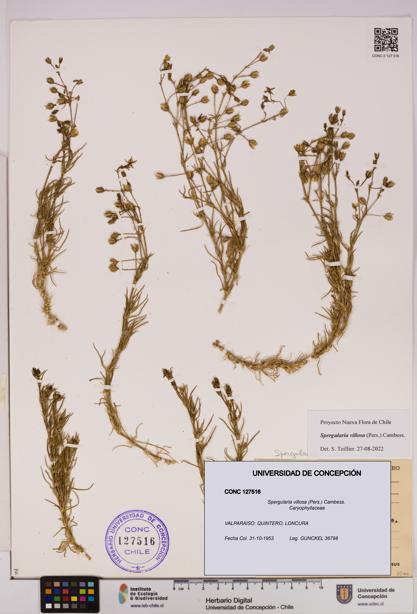 Spergularia villosa [Espécimen: UDEC:CONC:0127516]