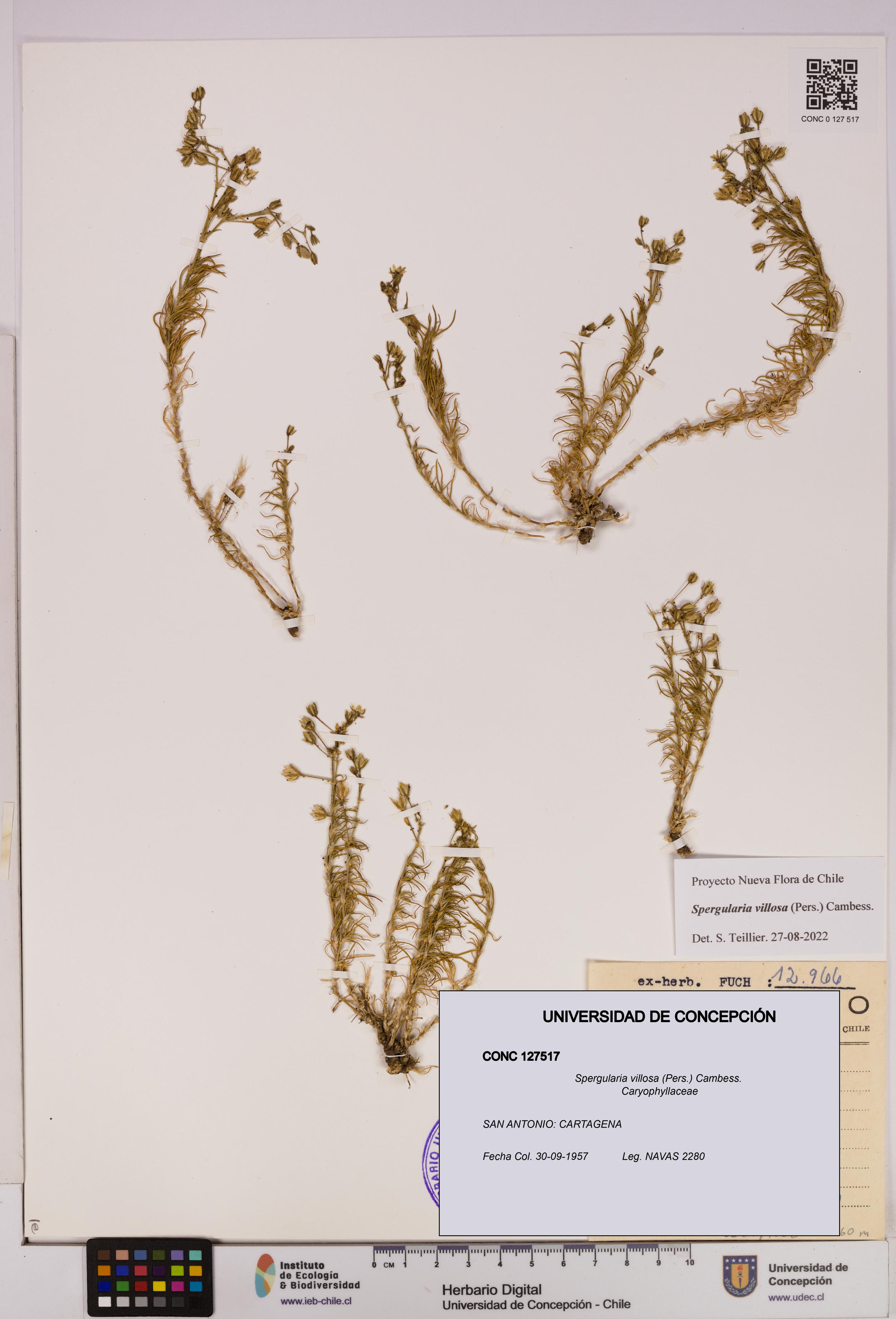 Spergularia villosa [Espécimen: UDEC:CONC:0127517]