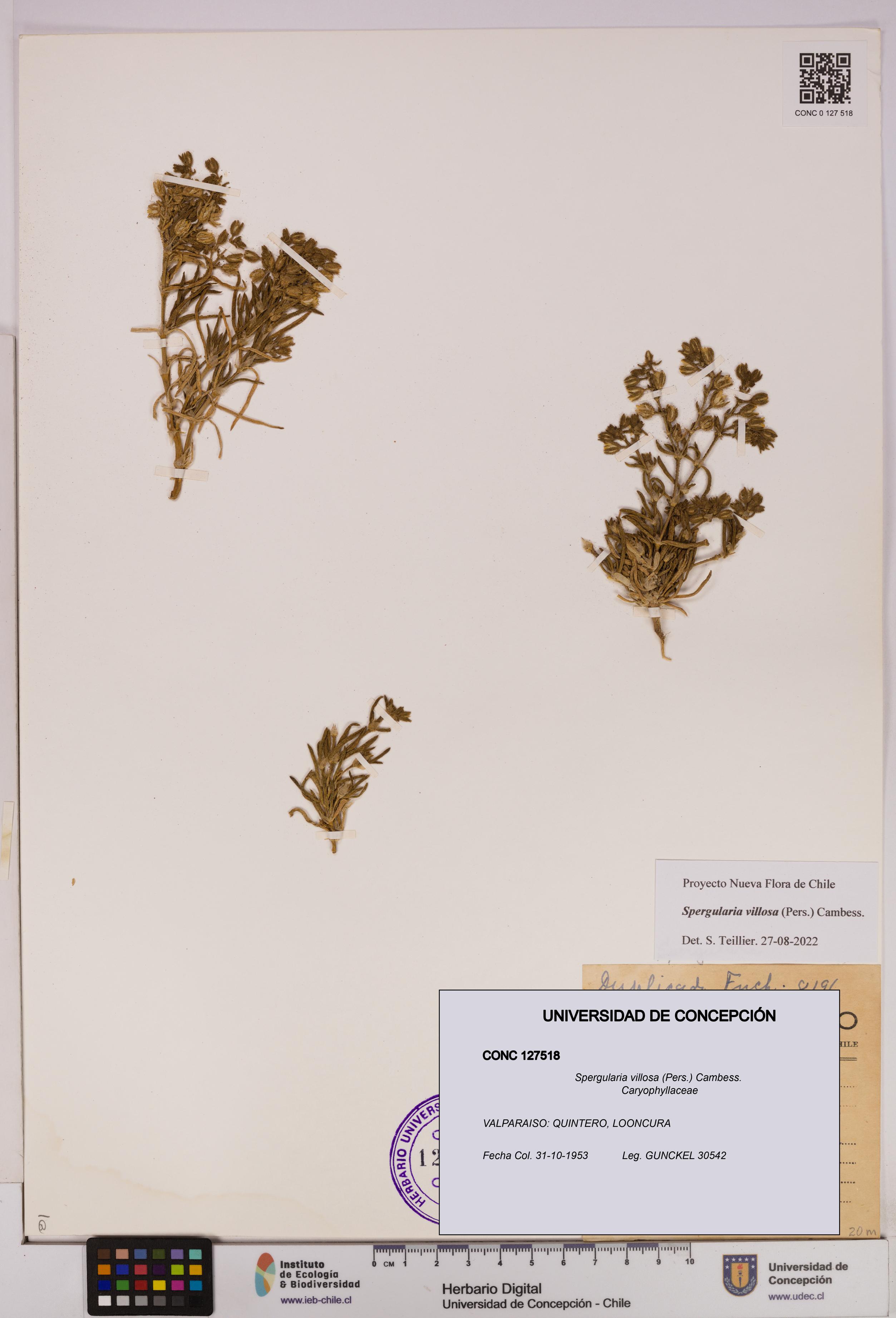 Spergularia villosa [Espécimen: UDEC:CONC:0127518]
