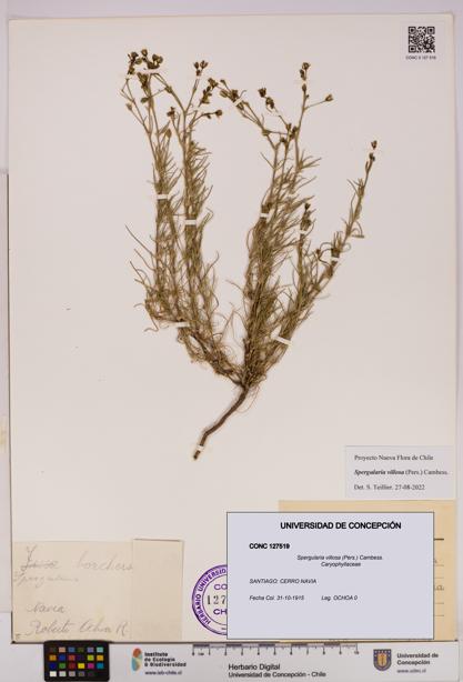 Spergularia villosa [Espécimen: UDEC:CONC:0127519]