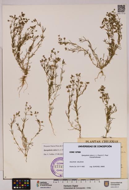 Spergularia rubra [Espécimen: UDEC:CONC:0127520]
