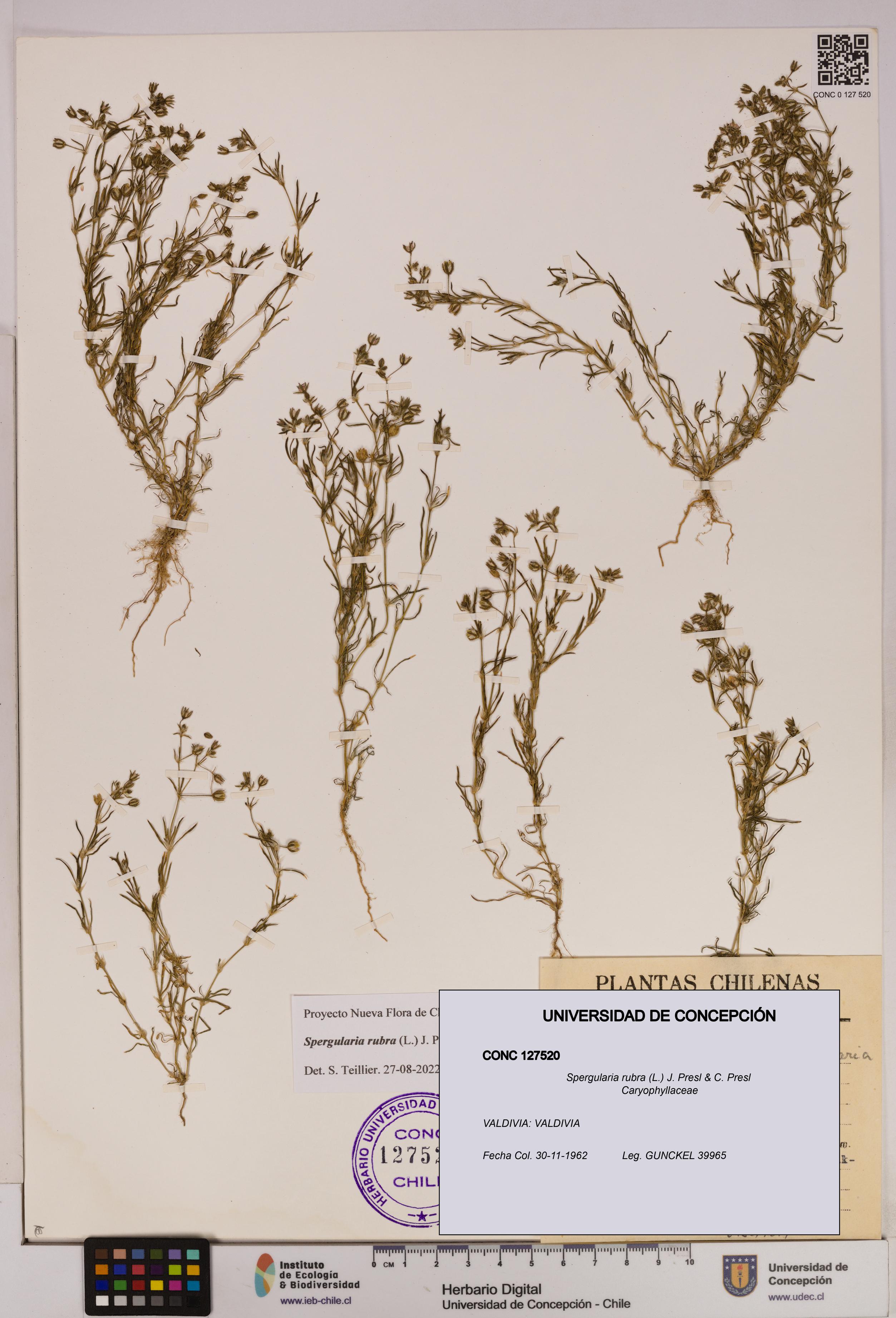 Spergularia rubra [Espécimen: UDEC:CONC:0127520]
