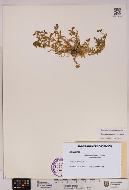 Spergularia media [Espécimen: UDEC:CONC:0127521]