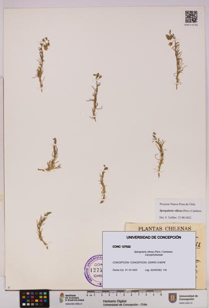 Spergularia villosa [Espécimen: UDEC:CONC:0127522]