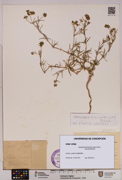 Spergularia floribunda [Espécimen: UDEC:CONC:0127523]