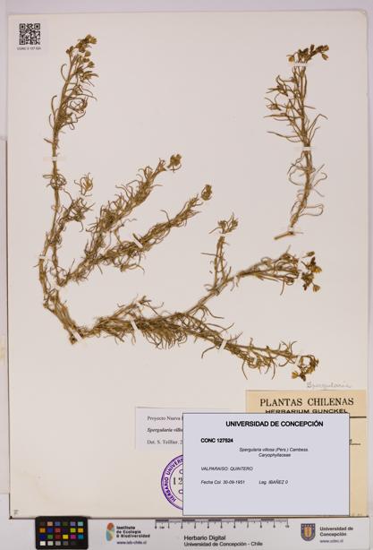 Spergularia villosa [Espécimen: UDEC:CONC:0127524]