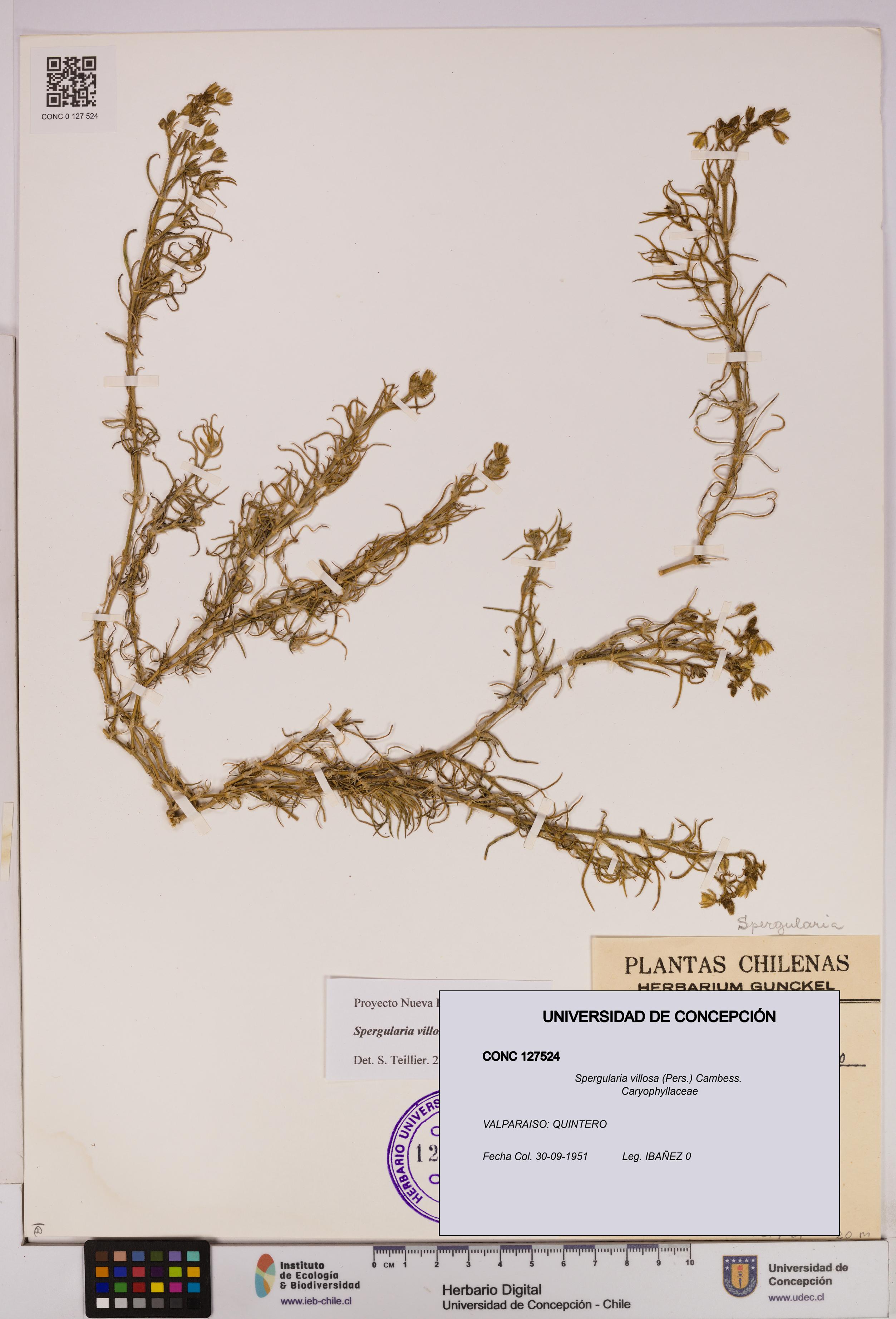 Spergularia villosa [Espécimen: UDEC:CONC:0127524]
