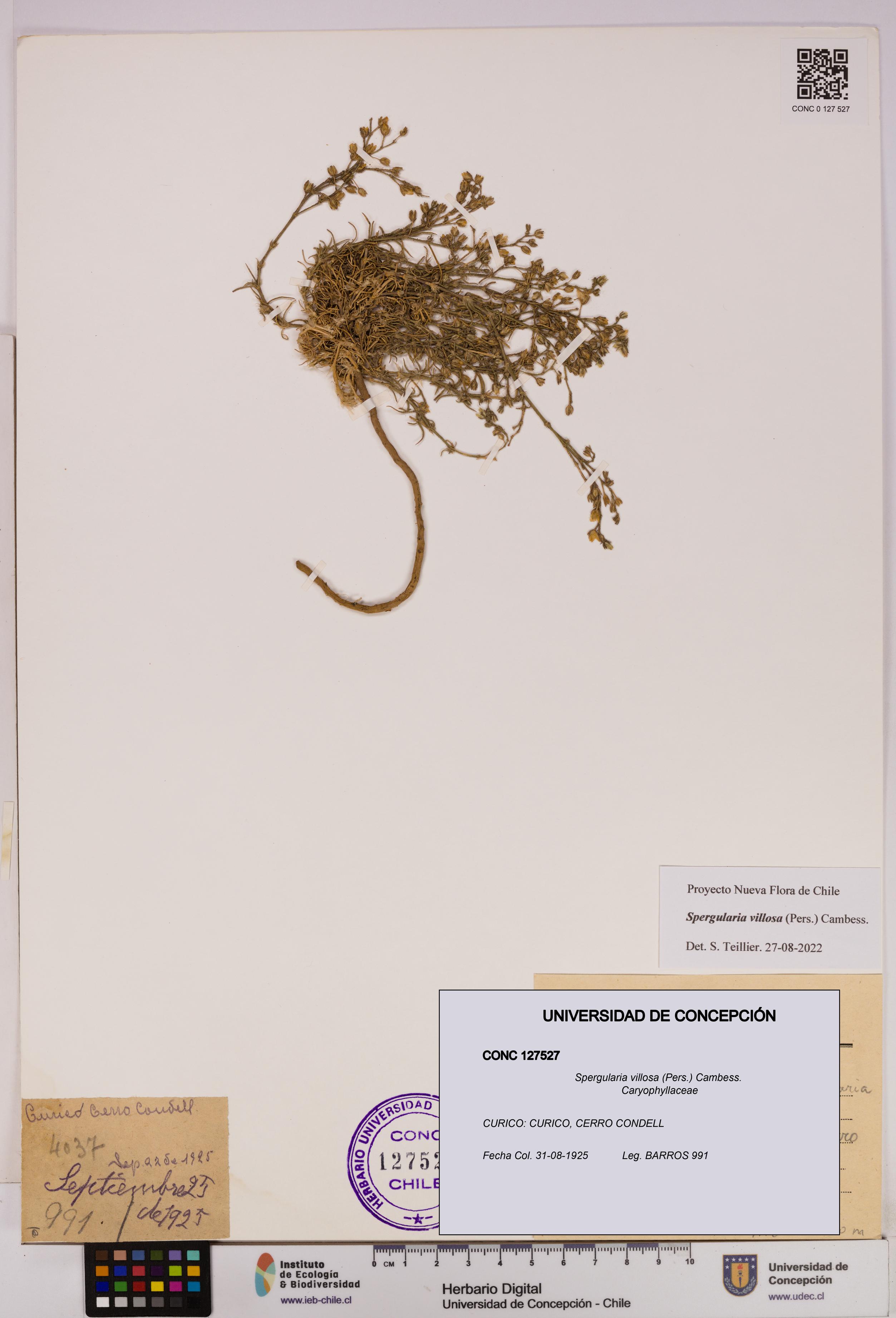 Spergularia villosa [Espécimen: UDEC:CONC:0127527]
