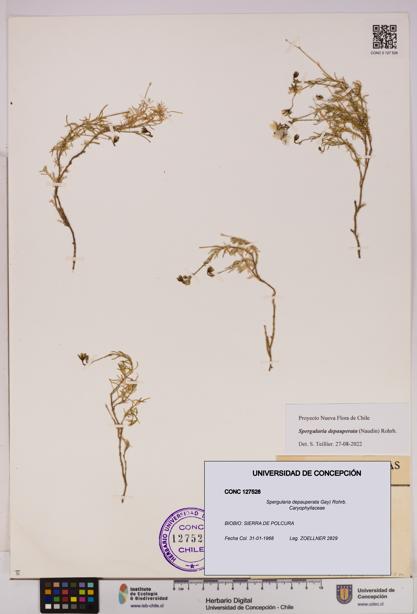 Spergularia depauperata [Espécimen: UDEC:CONC:0127528]