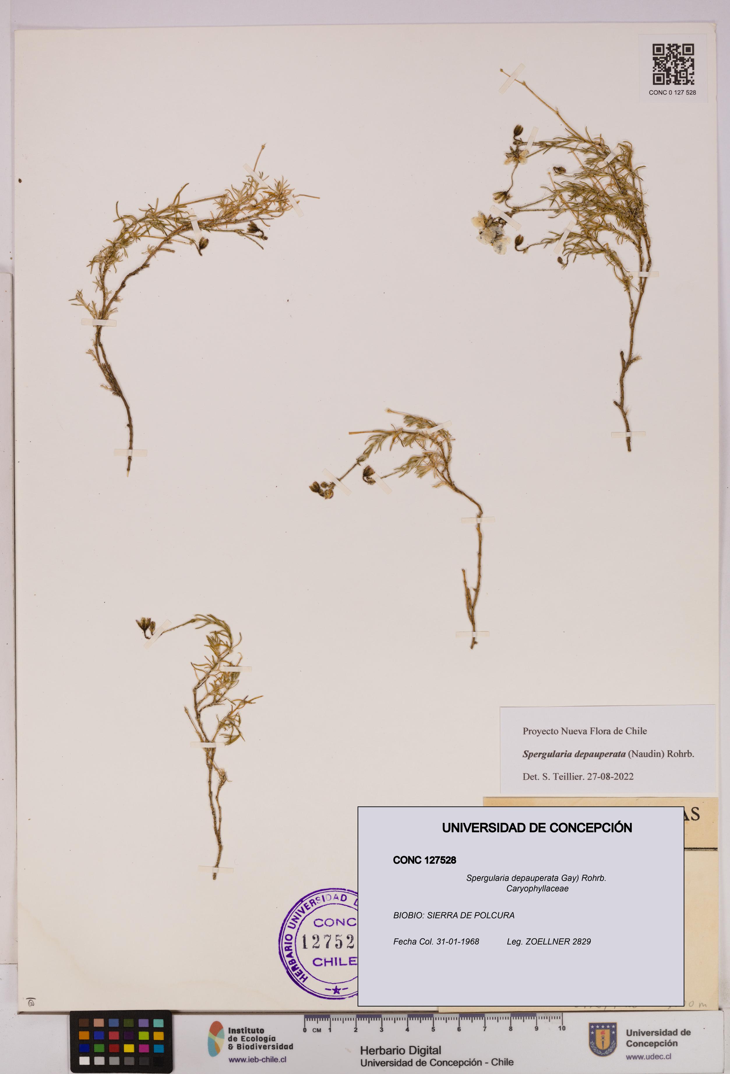 Spergularia depauperata [Espécimen: UDEC:CONC:0127528]