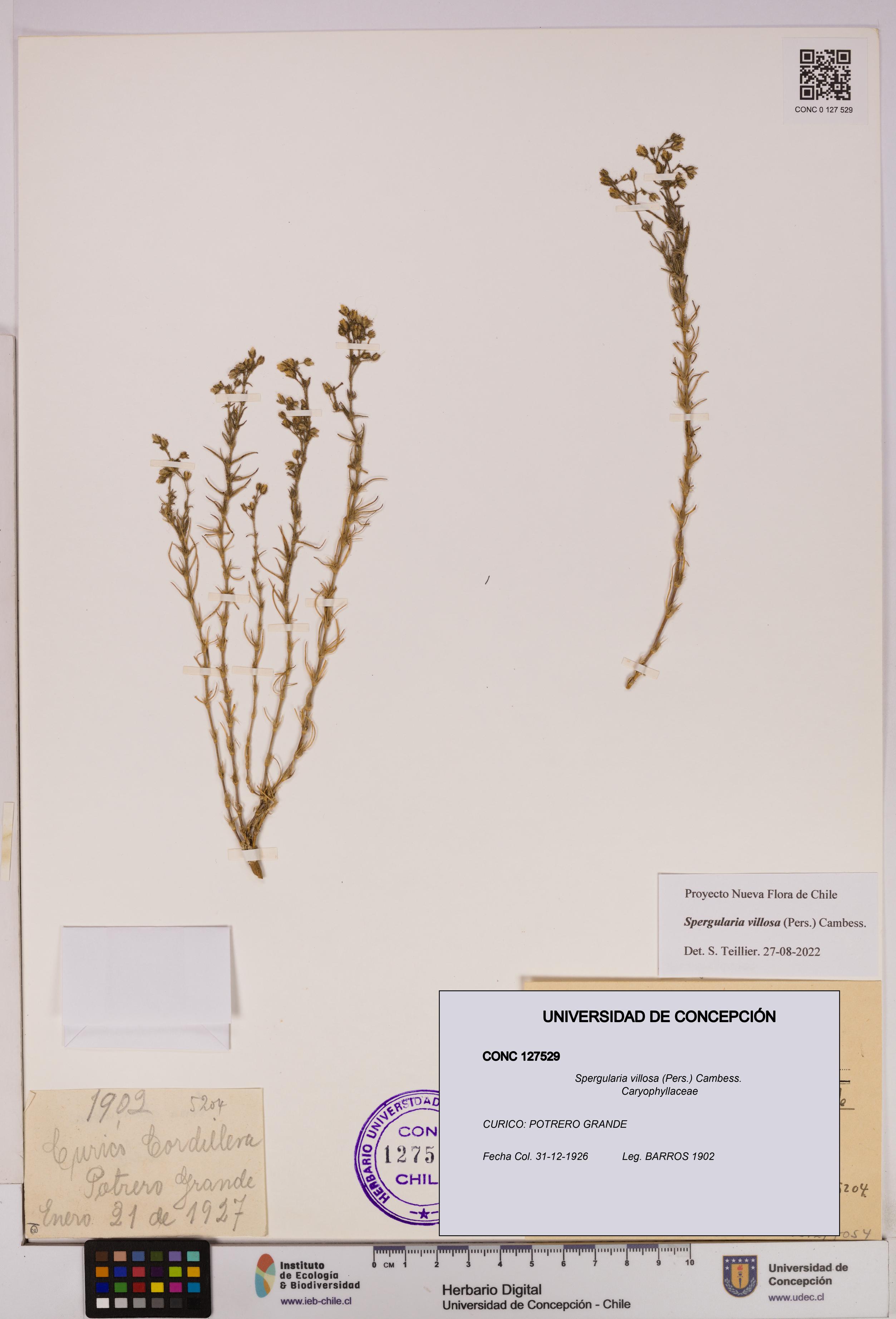 Spergularia villosa [Espécimen: UDEC:CONC:0127529]