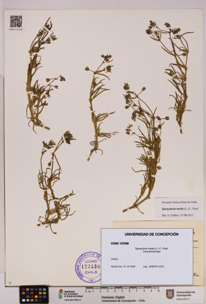 Spergularia media [Espécimen: UDEC:CONC:0127530]