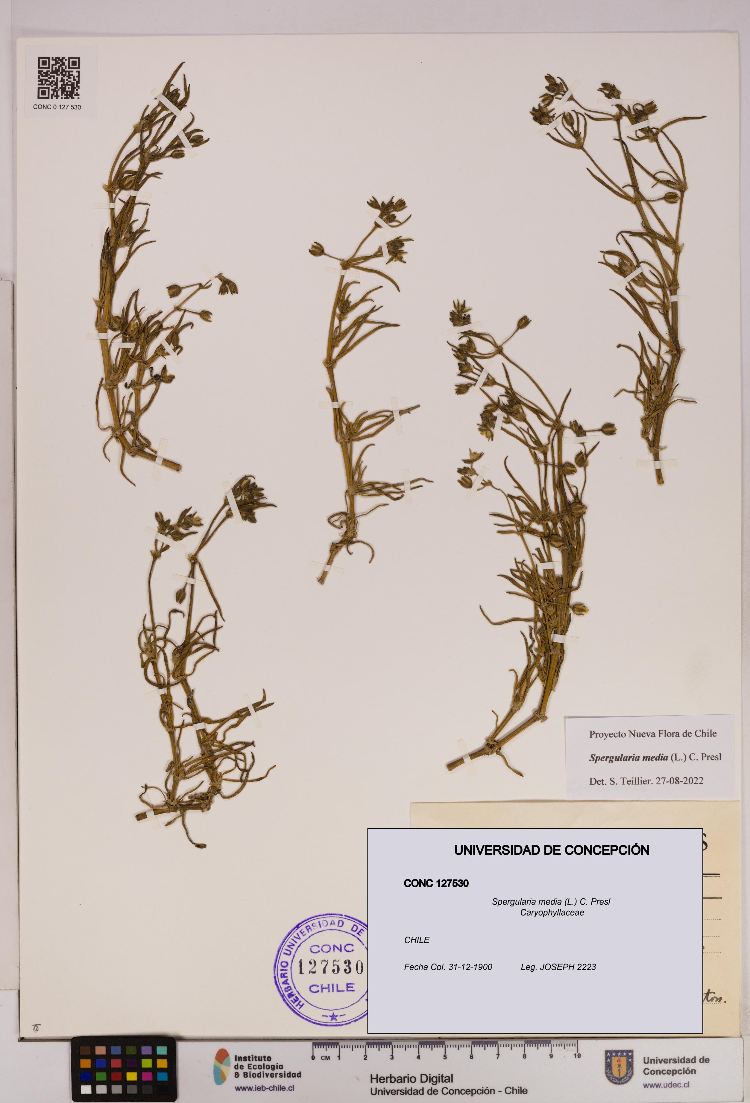 Spergularia media [Espécimen: UDEC:CONC:0127530]