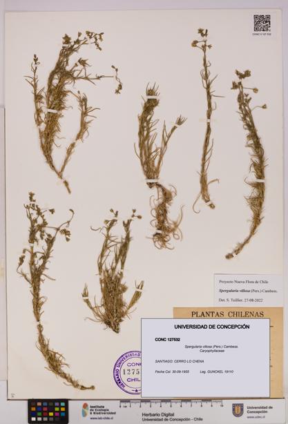 Spergularia villosa [Espécimen: UDEC:CONC:0127532]