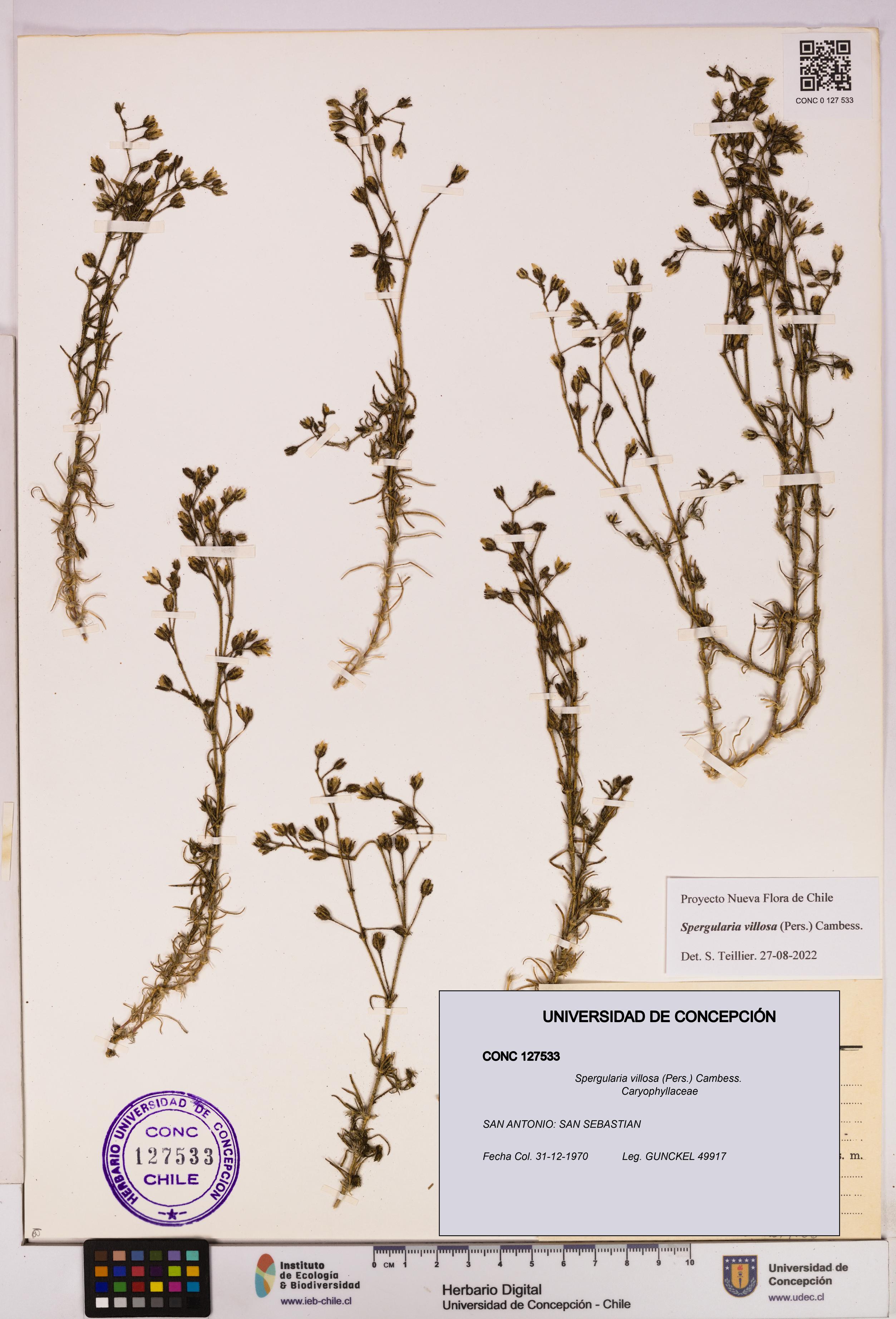 Spergularia villosa [Espécimen: UDEC:CONC:0127533]