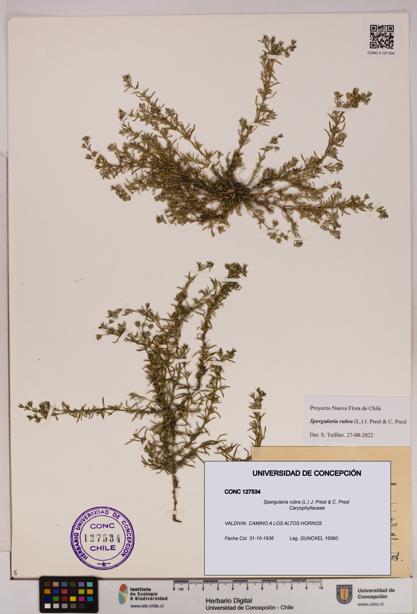 Spergularia rubra [Espécimen: UDEC:CONC:0127534]