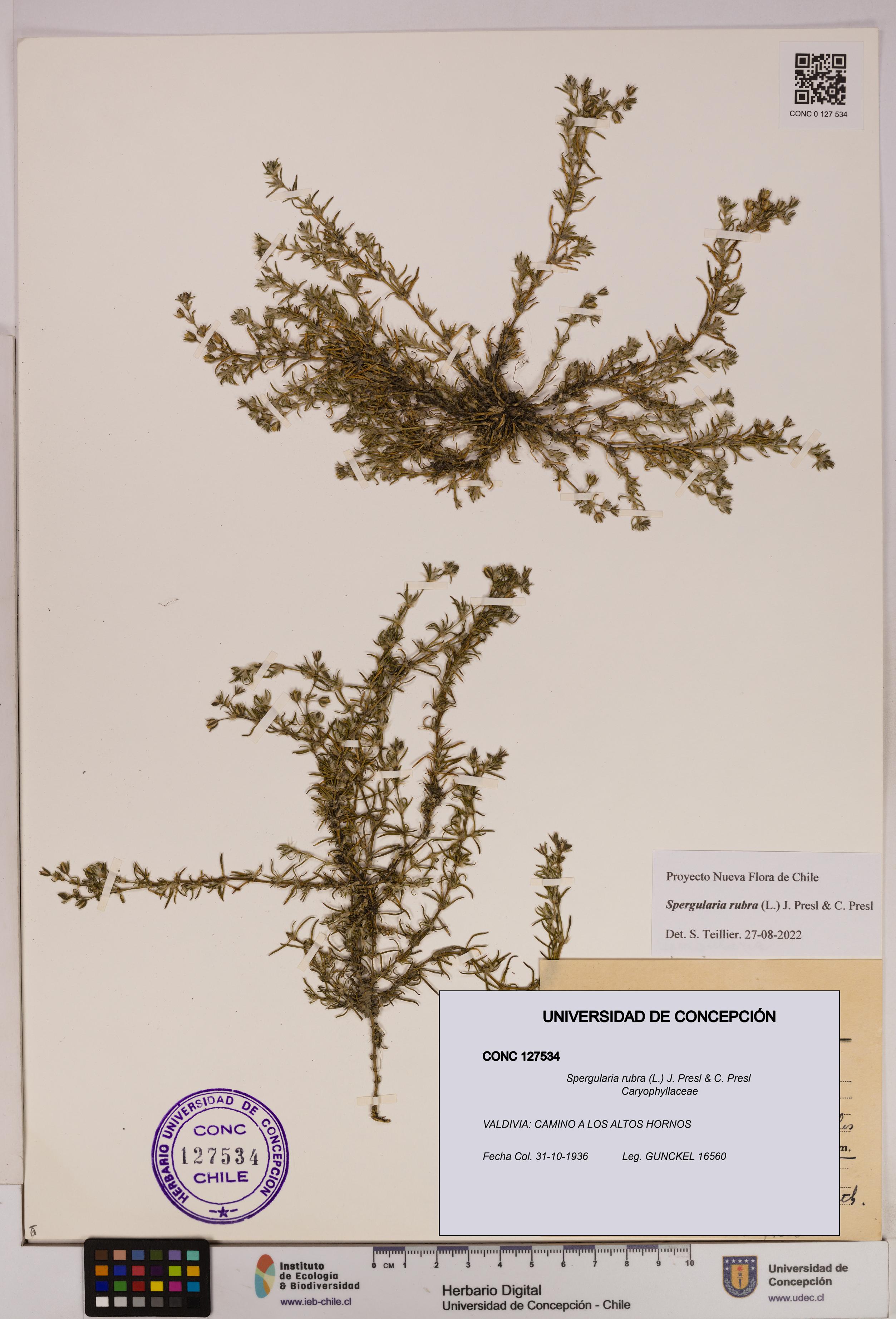 Spergularia rubra [Espécimen: UDEC:CONC:0127534]