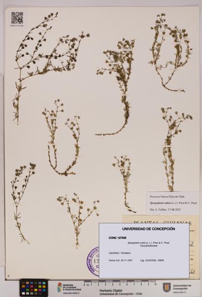 Spergularia rubra [Espécimen: UDEC:CONC:0127535]