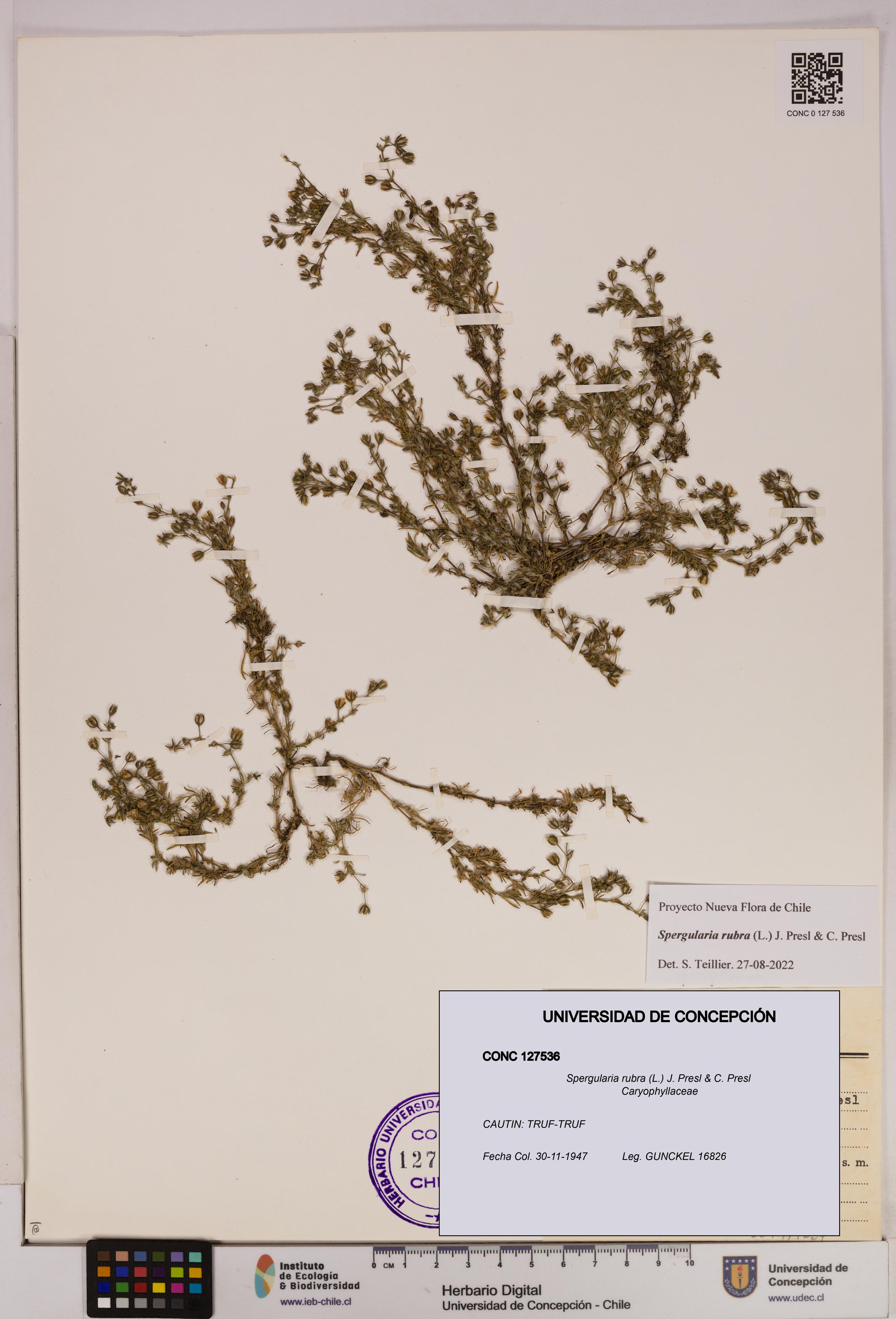 Spergularia rubra [Espécimen: UDEC:CONC:0127536]