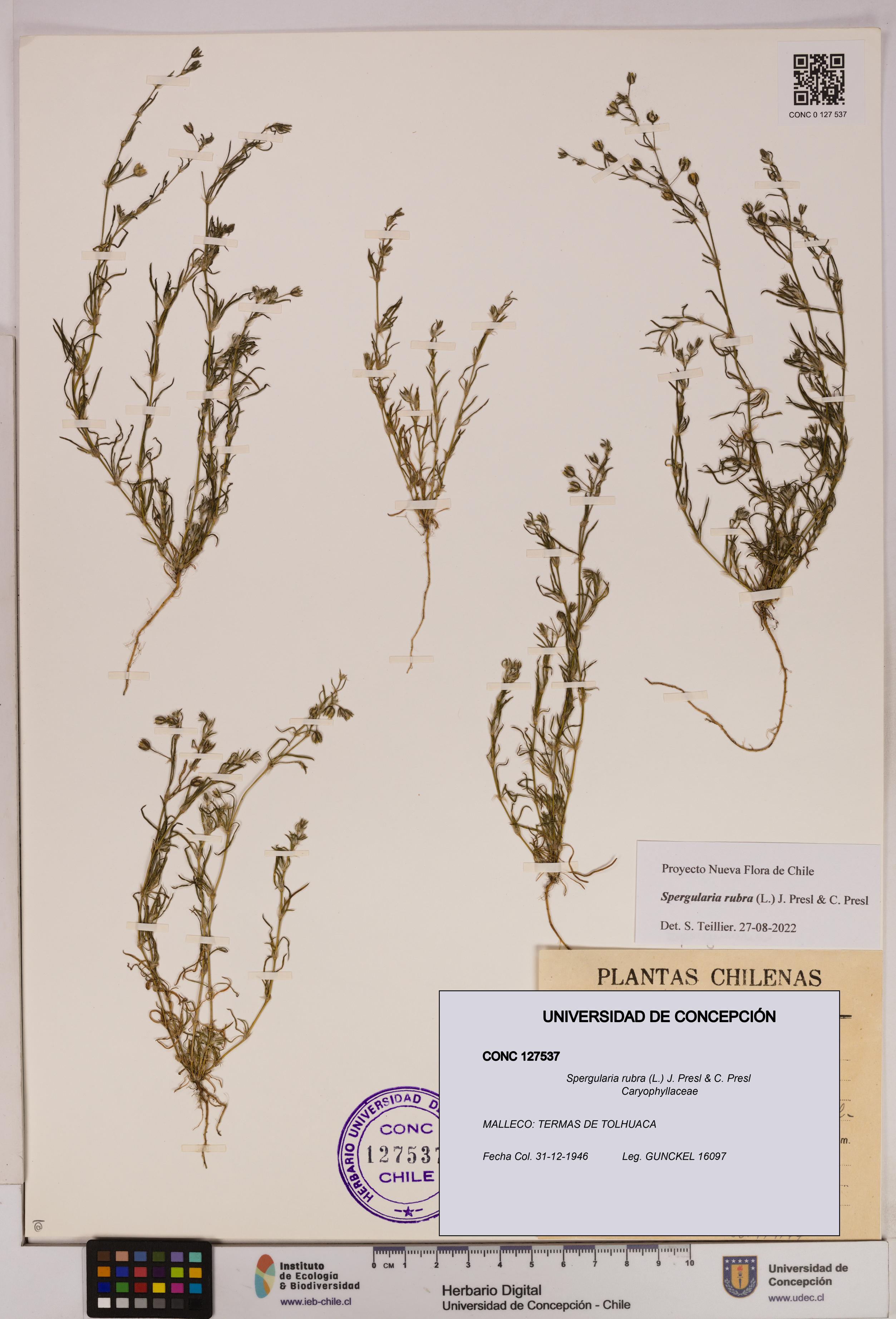Spergularia rubra [Espécimen: UDEC:CONC:0127537]