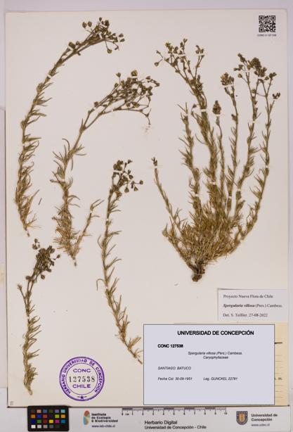 Spergularia villosa [Espécimen: UDEC:CONC:0127538]