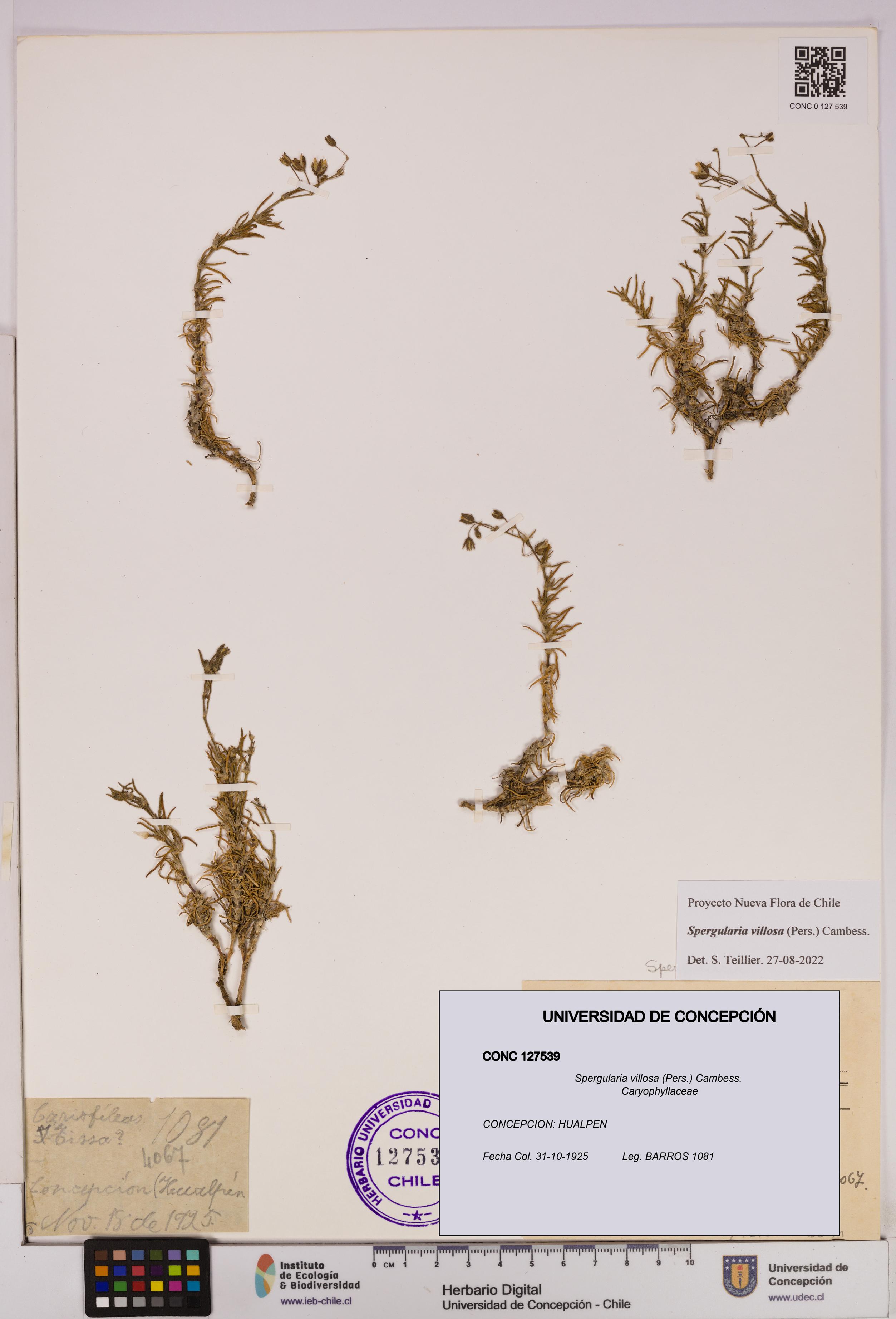 Spergularia villosa [Espécimen: UDEC:CONC:0127539]