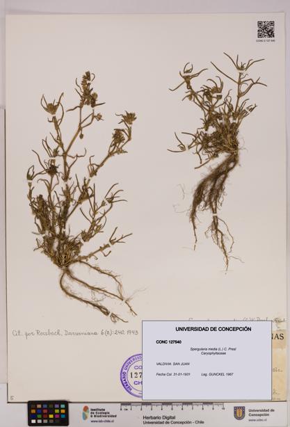Spergularia media [Espécimen: UDEC:CONC:0127540]