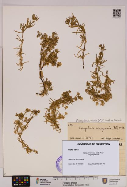 Spergularia media [Espécimen: UDEC:CONC:0127541]