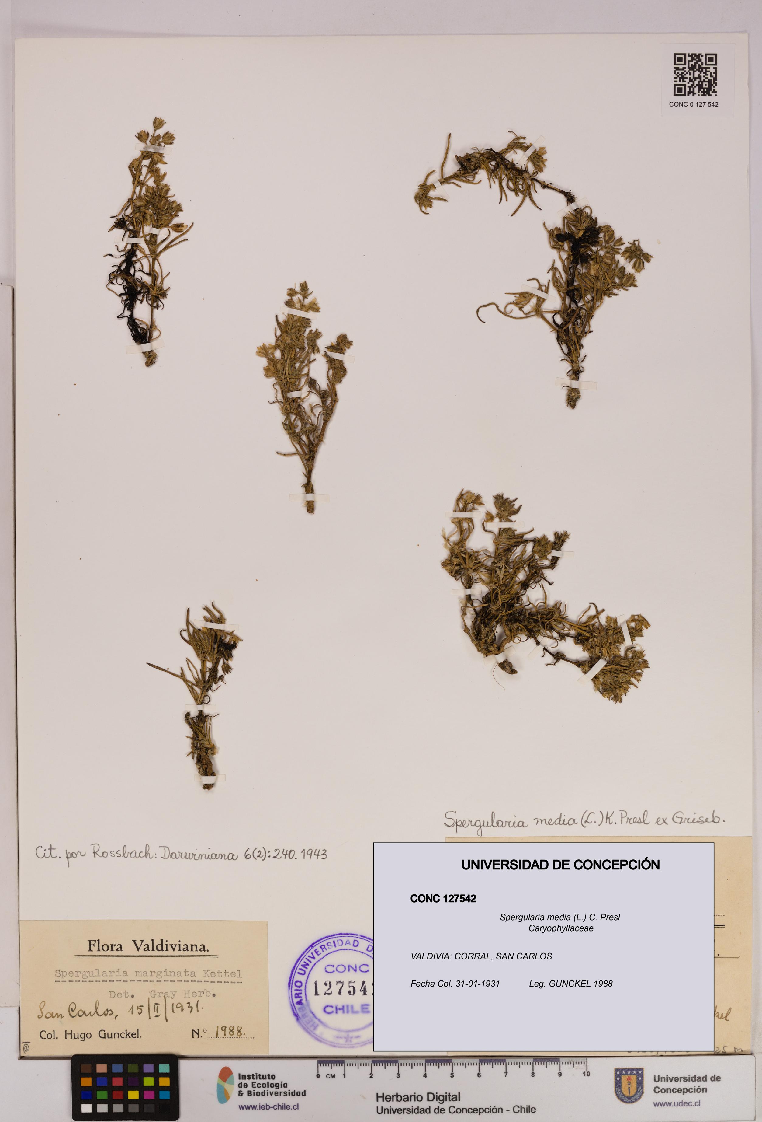 Spergularia media [Espécimen: UDEC:CONC:0127542]