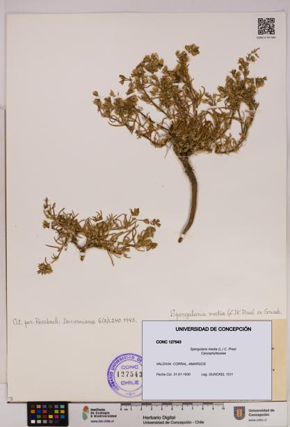 Spergularia media [Espécimen: UDEC:CONC:0127543]