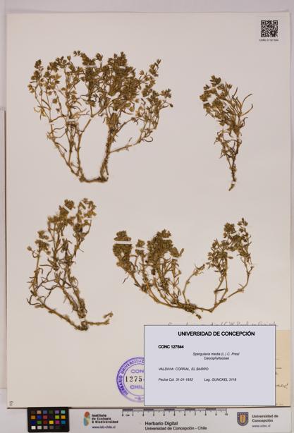 Spergularia media [Espécimen: UDEC:CONC:0127544]