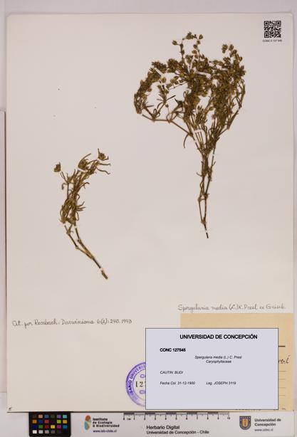 Spergularia media [Espécimen: UDEC:CONC:0127545]