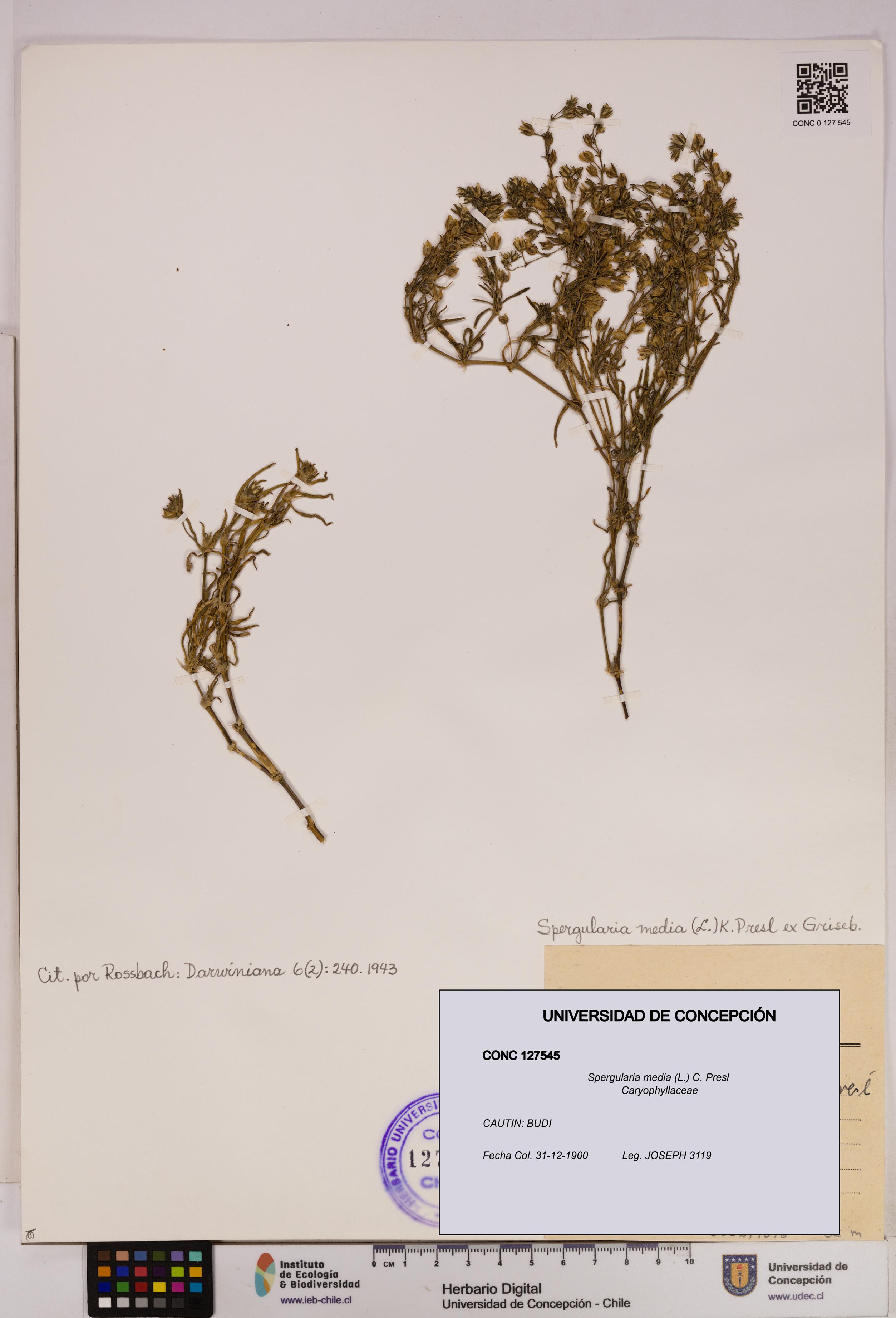 Spergularia media [Espécimen: UDEC:CONC:0127545]