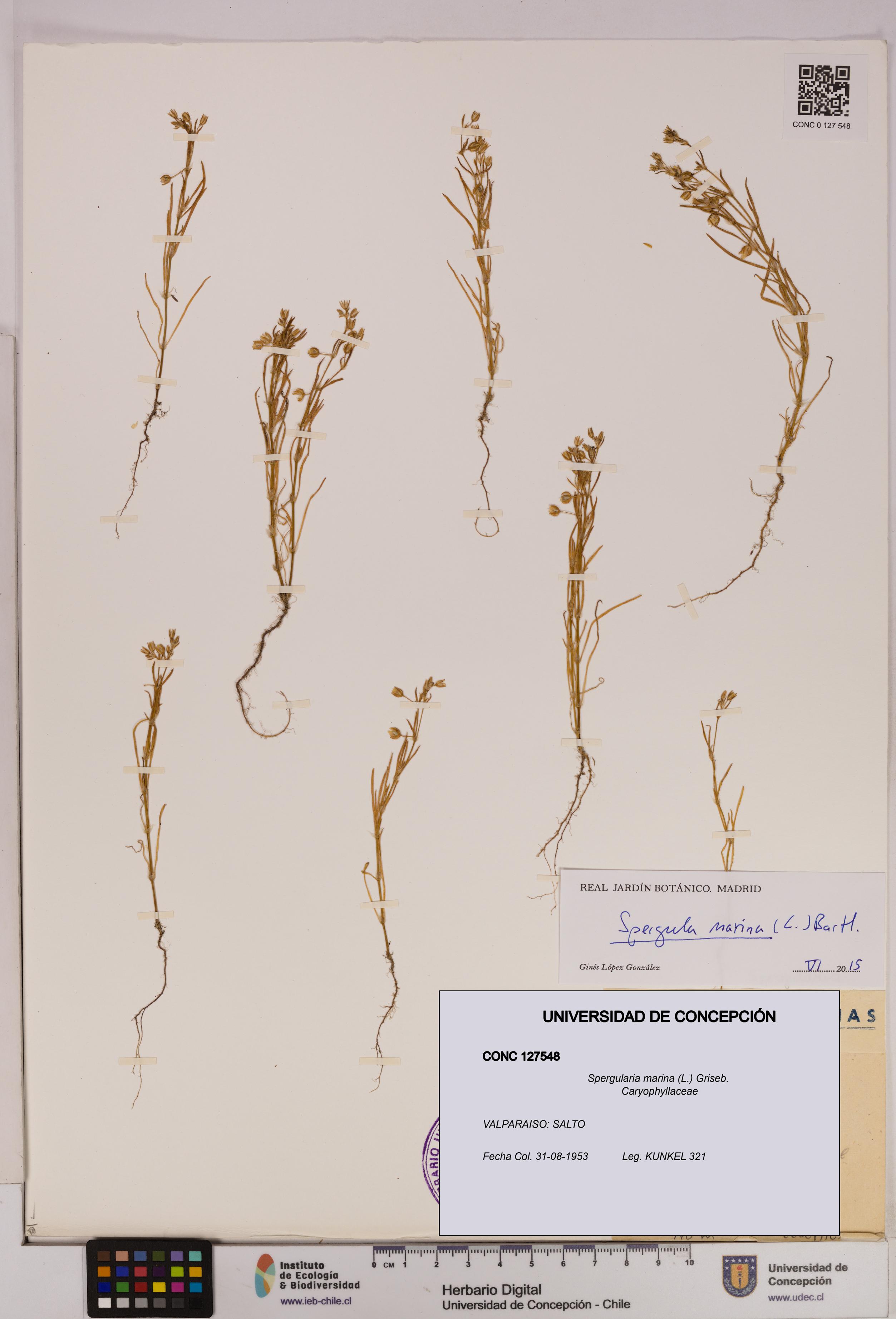 Spergularia marina [Espécimen: UDEC:CONC:0127548]