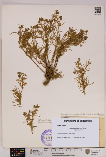 Spergularia media [Espécimen: UDEC:CONC:0127549]