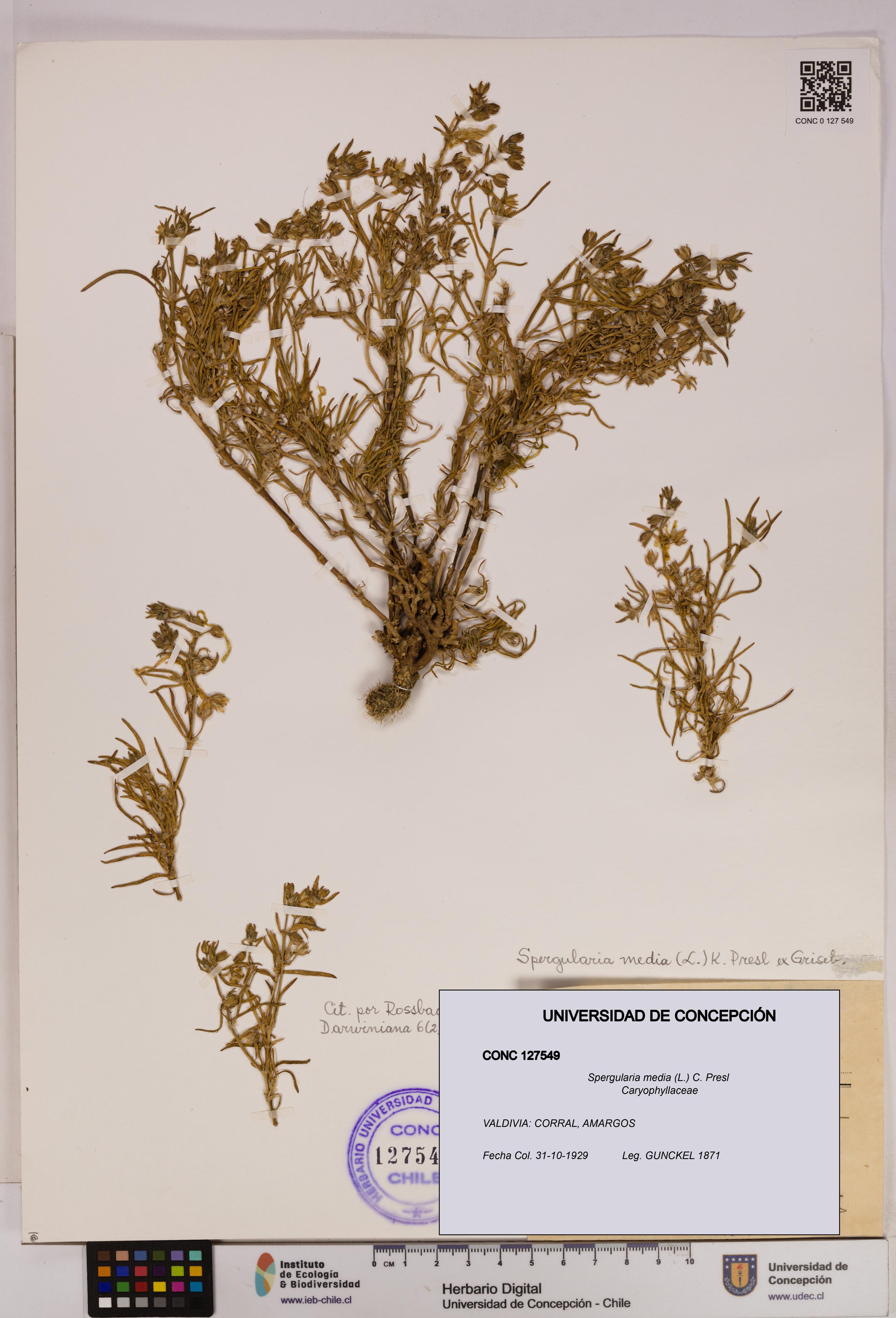 Spergularia media [Espécimen: UDEC:CONC:0127549]