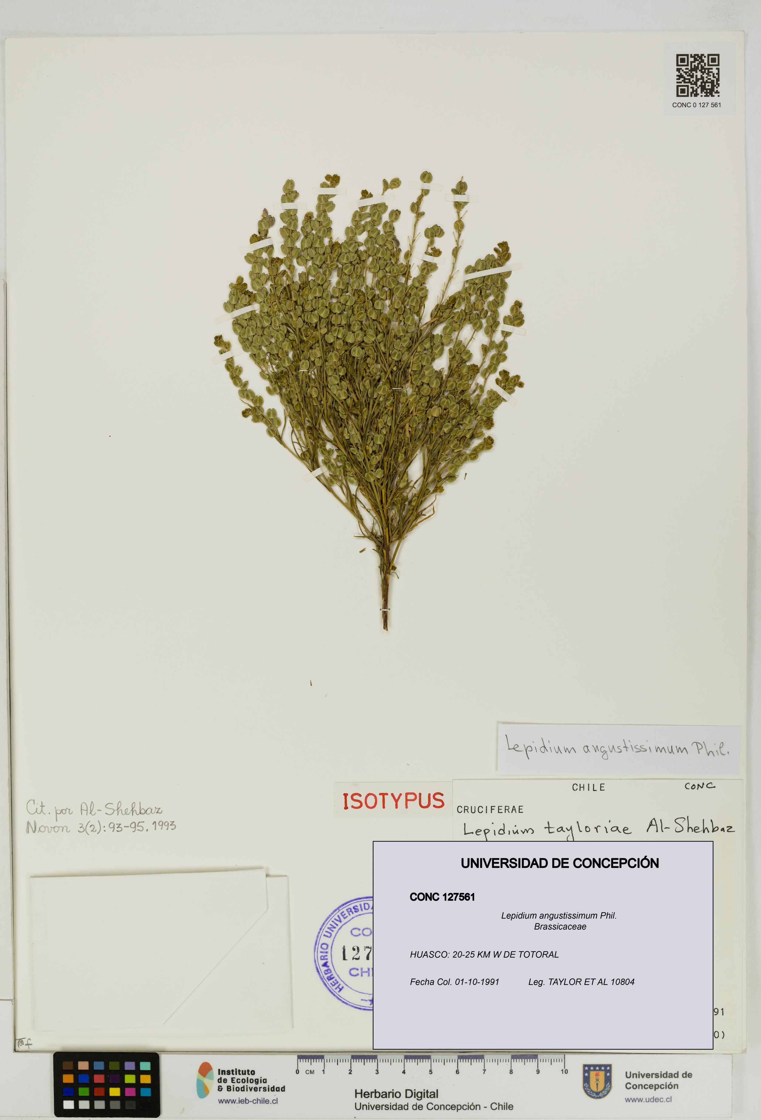 Lepidium angustissimum [Espécimen: UDEC:CONC:0127561]
