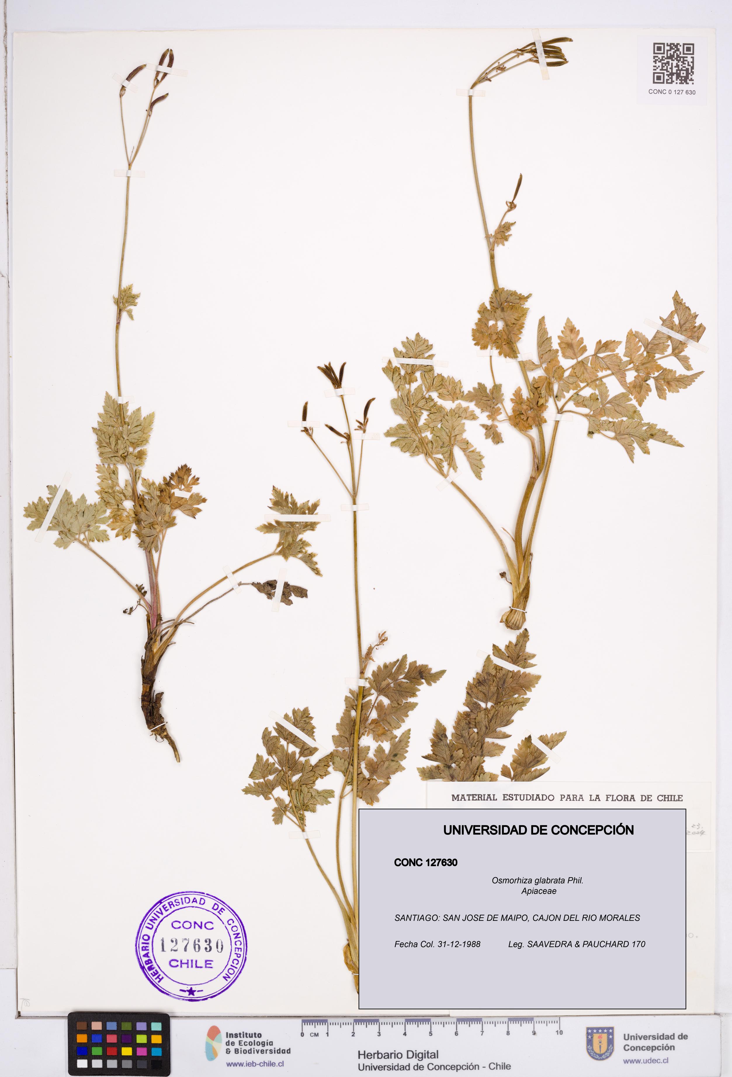Osmorhiza glabrata [Espécimen: ]
