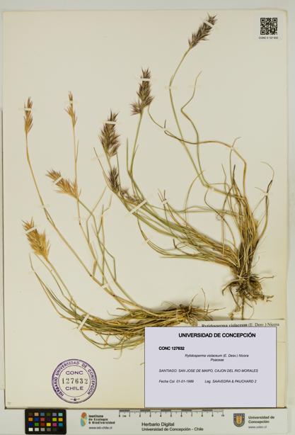 Rytidosperma violaceum [Espécimen: UDEC:CONC:0127632]