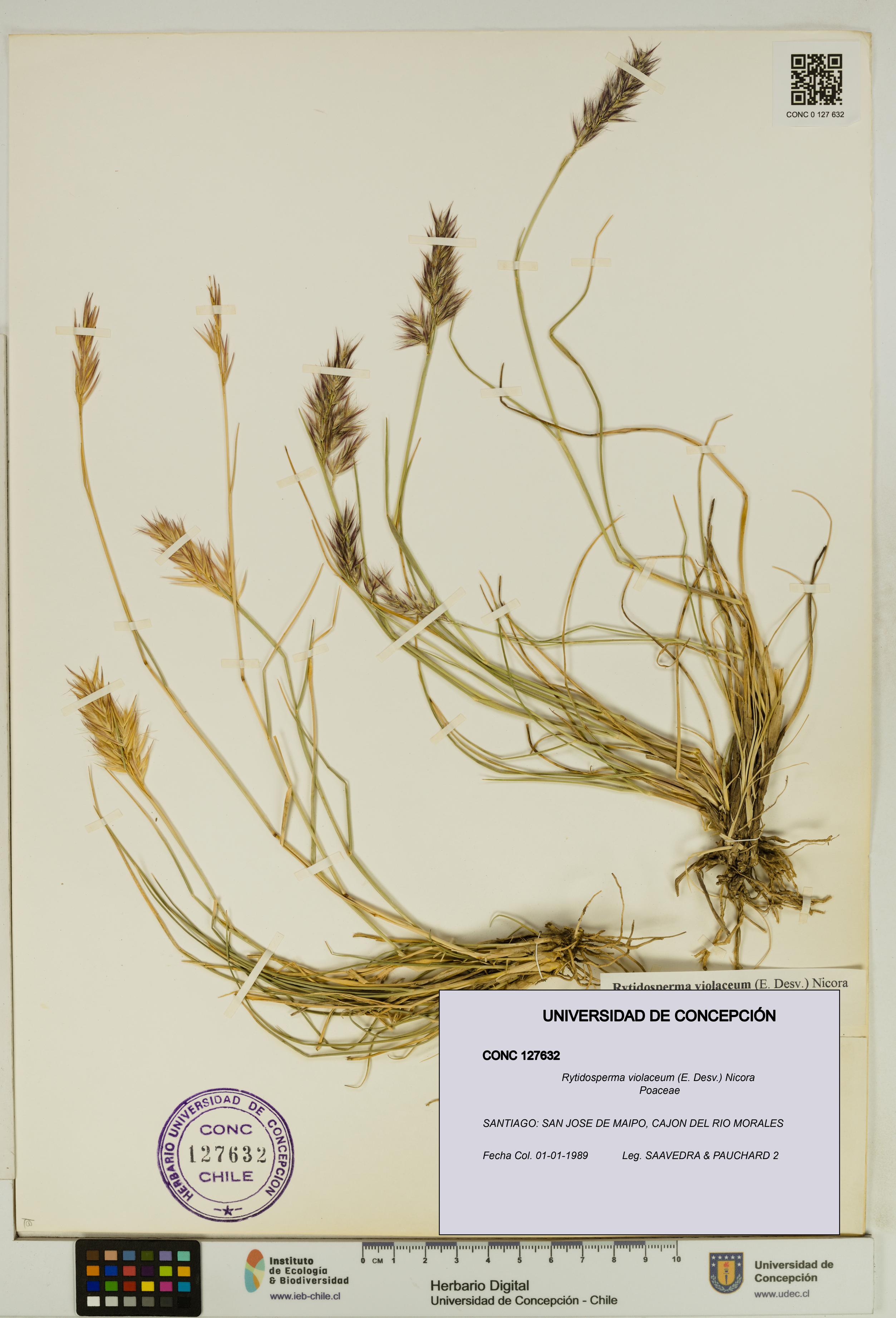 Rytidosperma violaceum [Espécimen: UDEC:CONC:0127632]