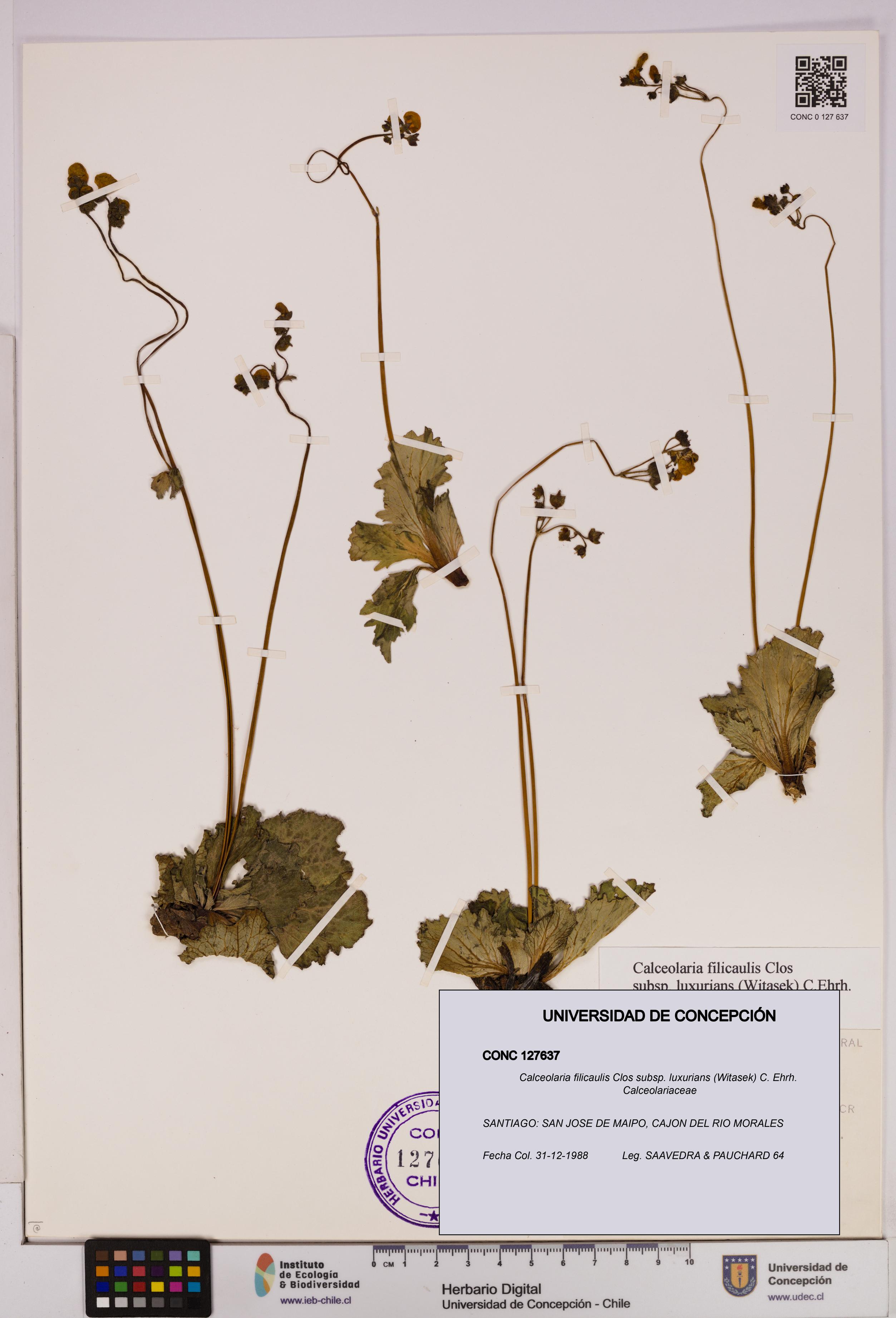 Calceolaria filicaulis [Espécimen: UDEC:CONC:0127637]