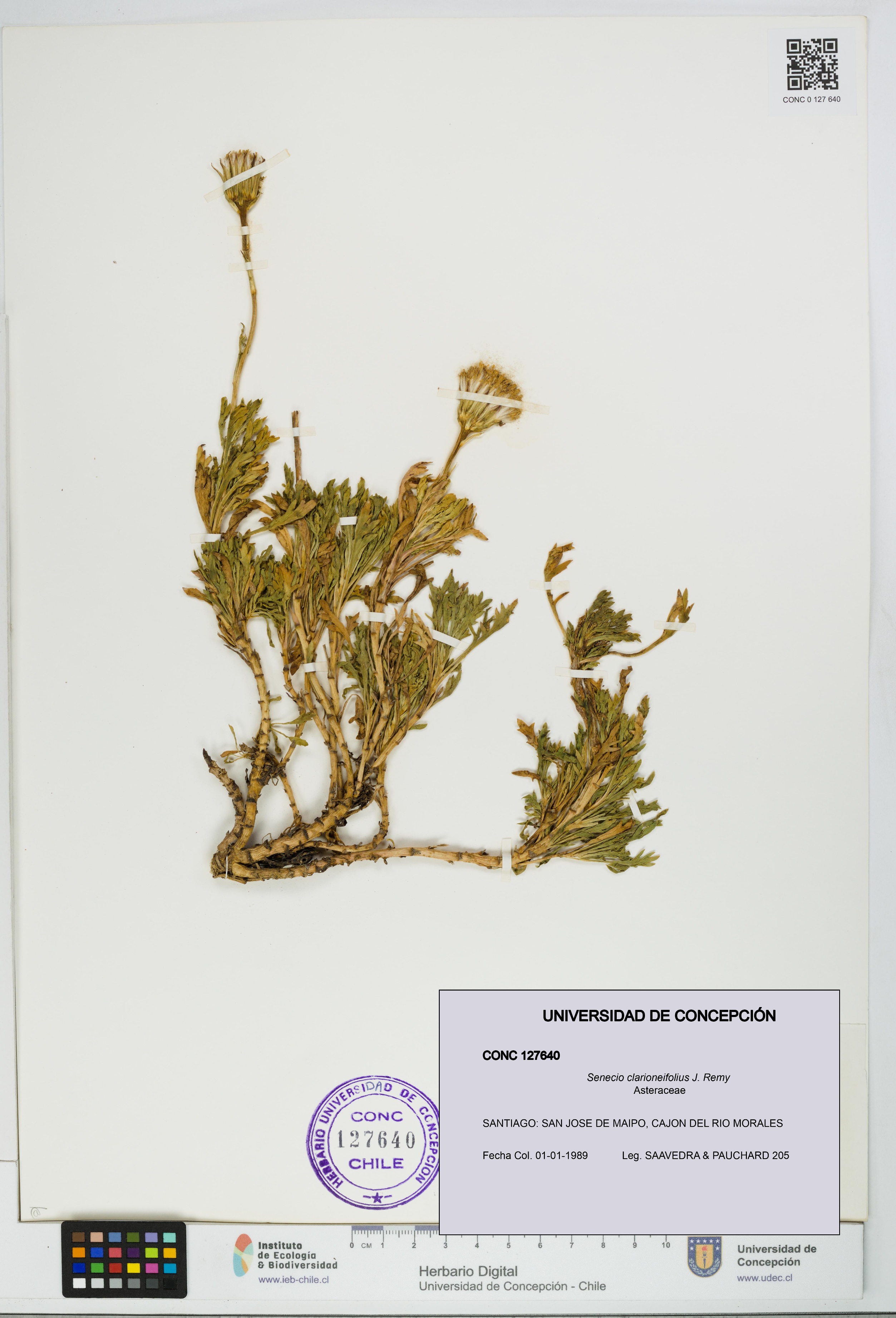 Senecio clarioneifolius [Espécimen: UDEC:CONC:0127640]