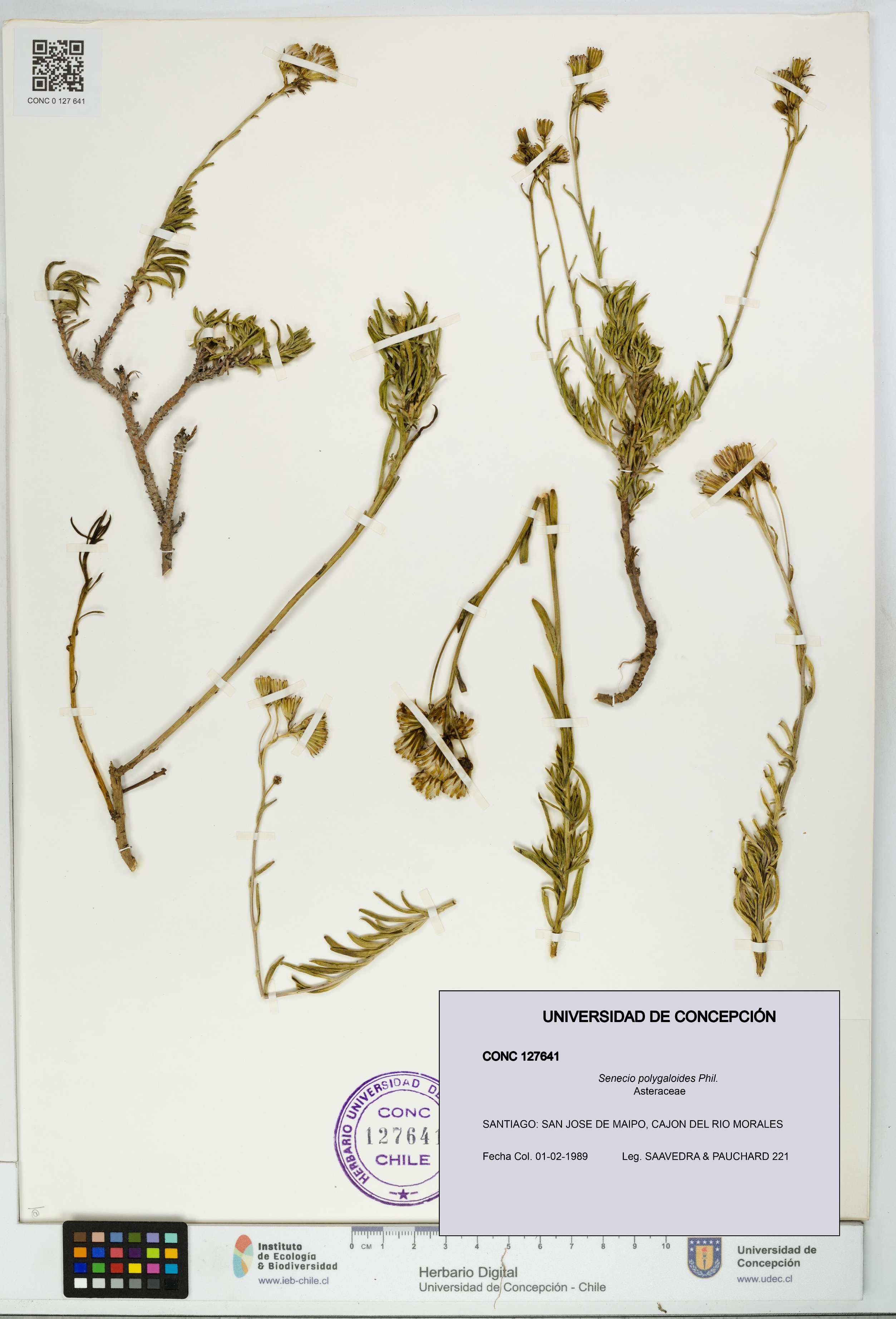 Senecio polygaloides [Espécimen: UDEC:CONC:0127641]