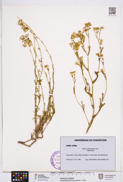 Senecio pentaphyllus [Espécimen: ]