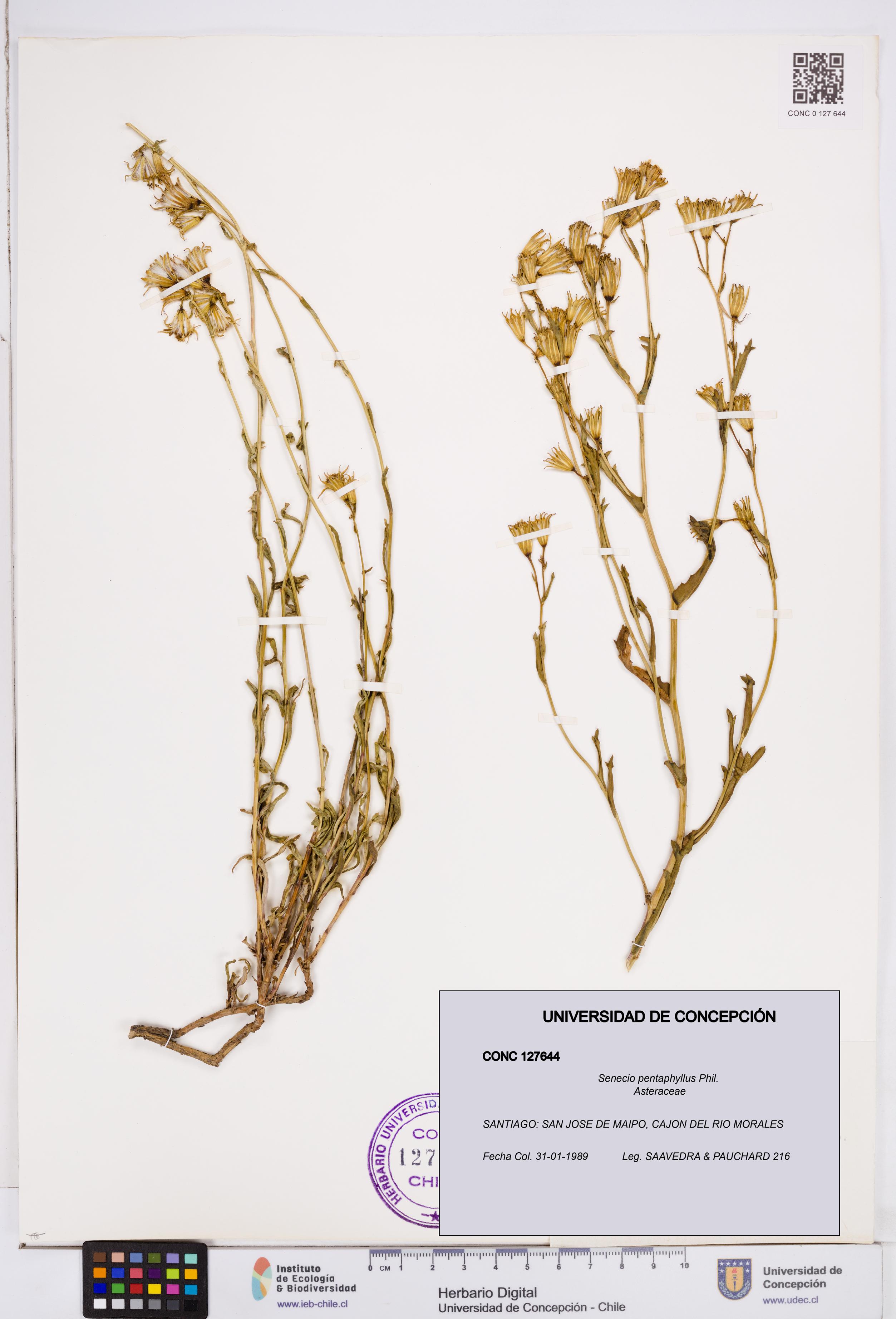 Senecio pentaphyllus [Espécimen: ]