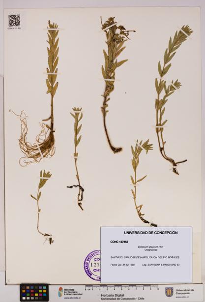 Epilobium glaucum [Espécimen: UDEC:CONC:0127652]