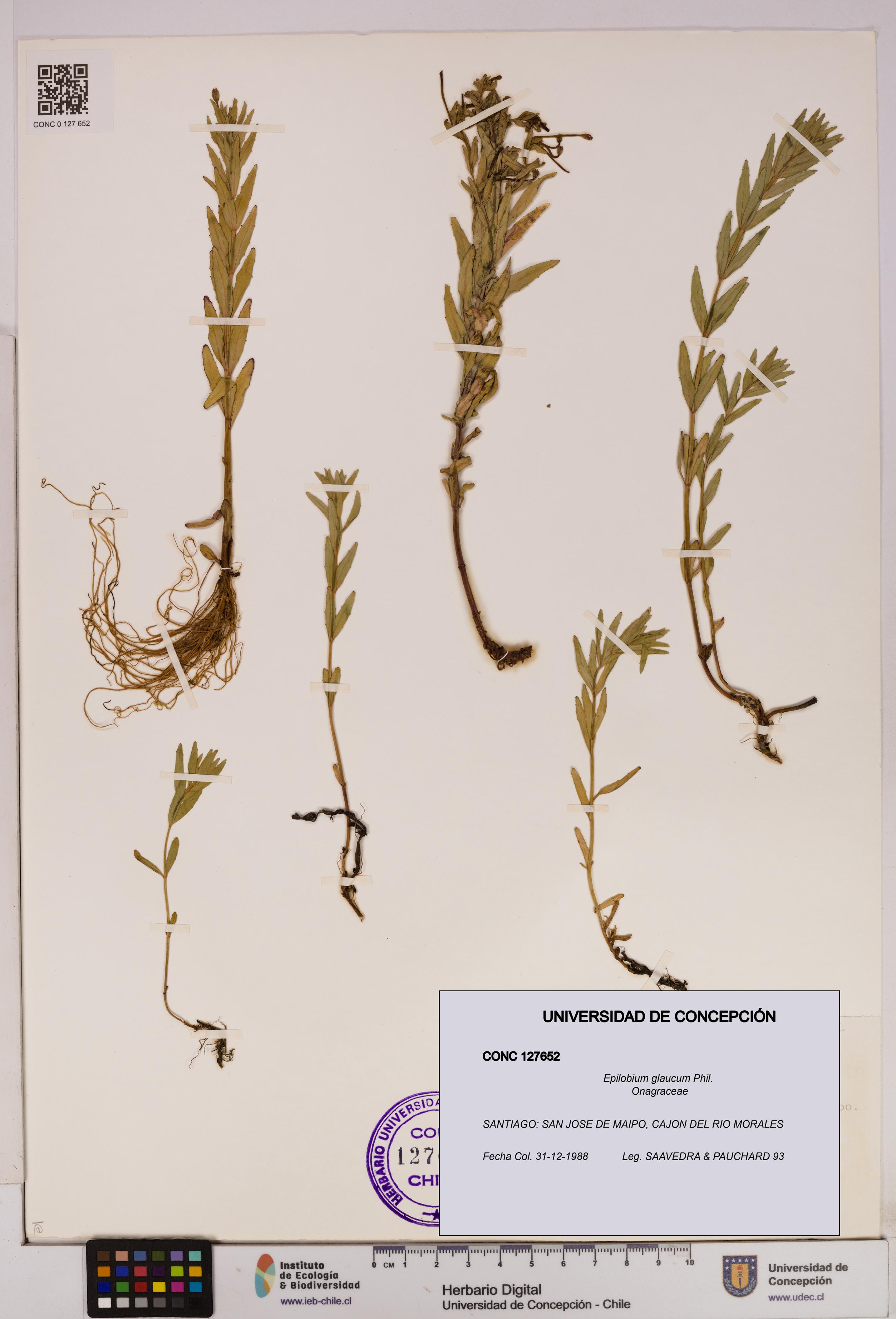 Epilobium glaucum [Espécimen: UDEC:CONC:0127652]