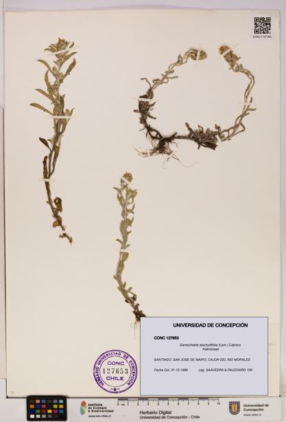 Gamochaeta stachydifolia [Espécimen: UDEC:CONC:0127653]