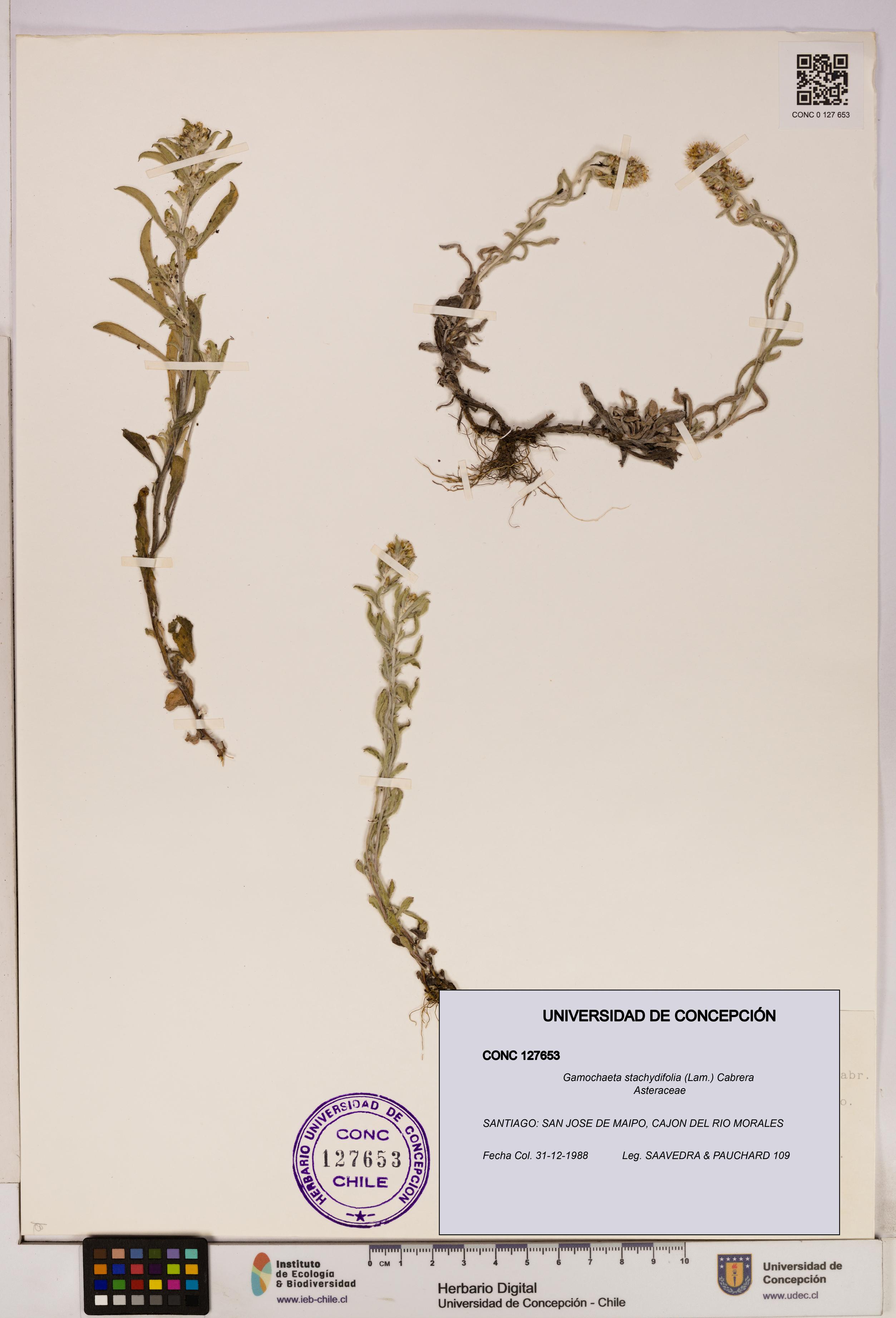 Gamochaeta stachydifolia [Espécimen: UDEC:CONC:0127653]