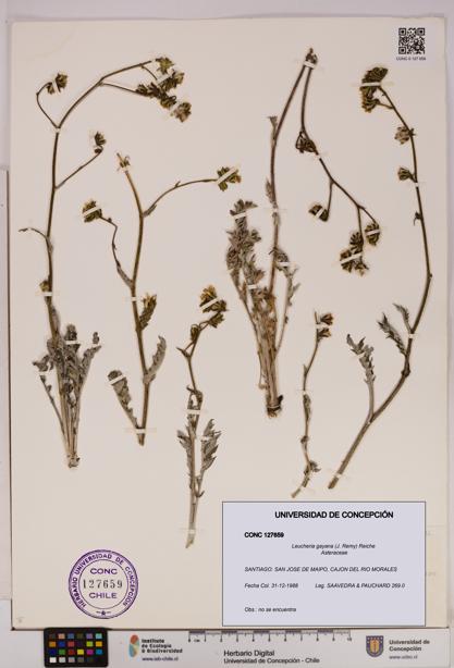 Leucheria gayana [Espécimen: UDEC:CONC:0127659]